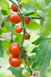 growth tomatoes