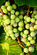 Color grapes in july