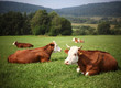 horned cattle