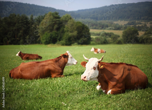 Photo: horned cattle horned cattle