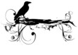 corbeau