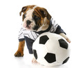 soccer fan
