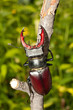 stag beetle / Lucanus cervus