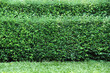Garden bush background
