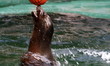 Seal playing with her ball
