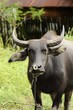 Angry stare from a water buffalo