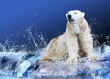White Polar Bear Hunter on the Ice in water drops. White Polar Bear Hunter on the Ice in water drops.