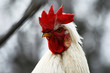 white cock head