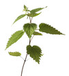 Foto: Stinging Nettle Stinging Nettle