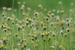 yellow grass yellow grass