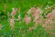pink grass pink grass
