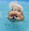 Pomeranian dog swimming in a kids pool Pomeranian dog swimming in a kids pool