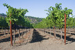 Grapewine in Napa Valley, California