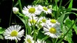 Chamomile