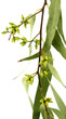 branche eucalyptus, fond blanc
