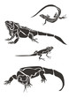 Ящерицы / Lizards