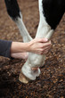 Foto: Pferdeosteopathie Pferdeosteopathie