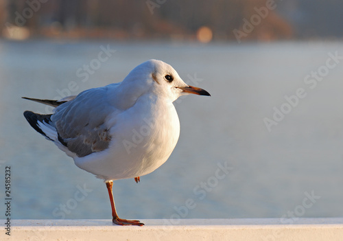 Photo: Möve Möve