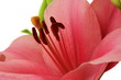 Closeup on single pink lily flower