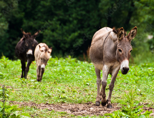 Donkey Family