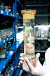 Chicken in formaldehyde