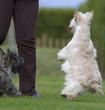 scottish terrier contents de retrouver leur maîtresse scottish terrier contents de retrouver leur maîtresse