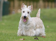 terrier dans un parc terrier dans un parc