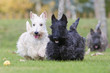 deux variétés de scottish terrier deux variétés de scottish terrier