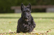 pas décidé du bébé scottish terrier pas décidé du bébé scottish terrier