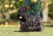 beau terrier écossais bringé en course de trois quart beau terrier écossais bringé en course de trois quart
