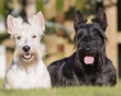 couple de terriers écossais / scottish terrier couple de terriers écossais / scottish terrier