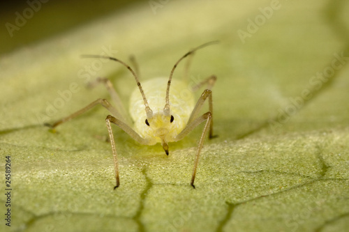 Photo: Aphid Aphid