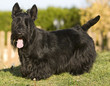 scottish terrier de profil scottish terrier de profil