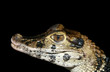 crocodile