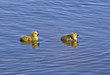 New Born Goslings Out For A Swim