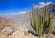 Cactus plant at the top of the Colca Canyon, Peru Cactus plant at the top of the Colca Canyon, Peru