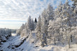 Ancient forest in Imatra Ancient forest in Imatra
