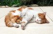 chat roux allongé