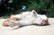 chat roux allongé