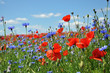 Feldblumen am Wegesrand