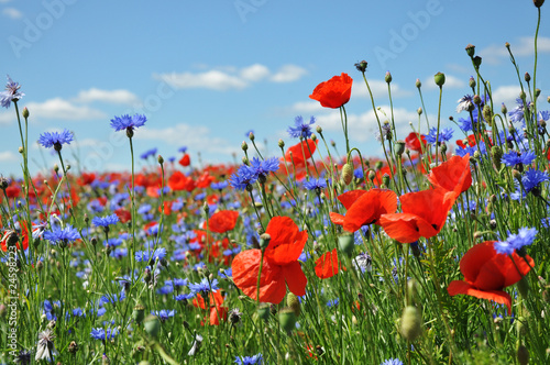 Photo: Feldblumen am Wegesrand Feldblumen am Wegesrand