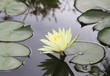 Seerose