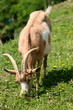 Chèvre