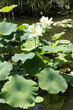 Lotus Blüten im Gartenteich - Hochformat Lotus Blüten im Gartenteich - Hochformat