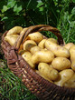 Pommes de terre-6647 Pommes de terre-6647