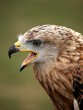 falcon head