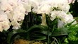 White Orchids at an exhibition #9 White Orchids at an exhibition #9