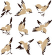bird illustration bird illustration