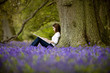 A young woman leaning against a tree, drawing