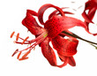 red tiger lily